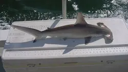 Requins en Amérique : un danger pour l'homme
