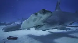 Requins et volcans, forces de la nature