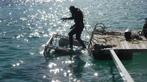 Requins et volcans, forces de la nature en streaming