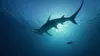Requins et volcans, forces de la nature