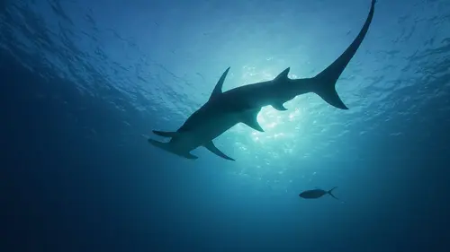 Requins et volcans, forces de la nature