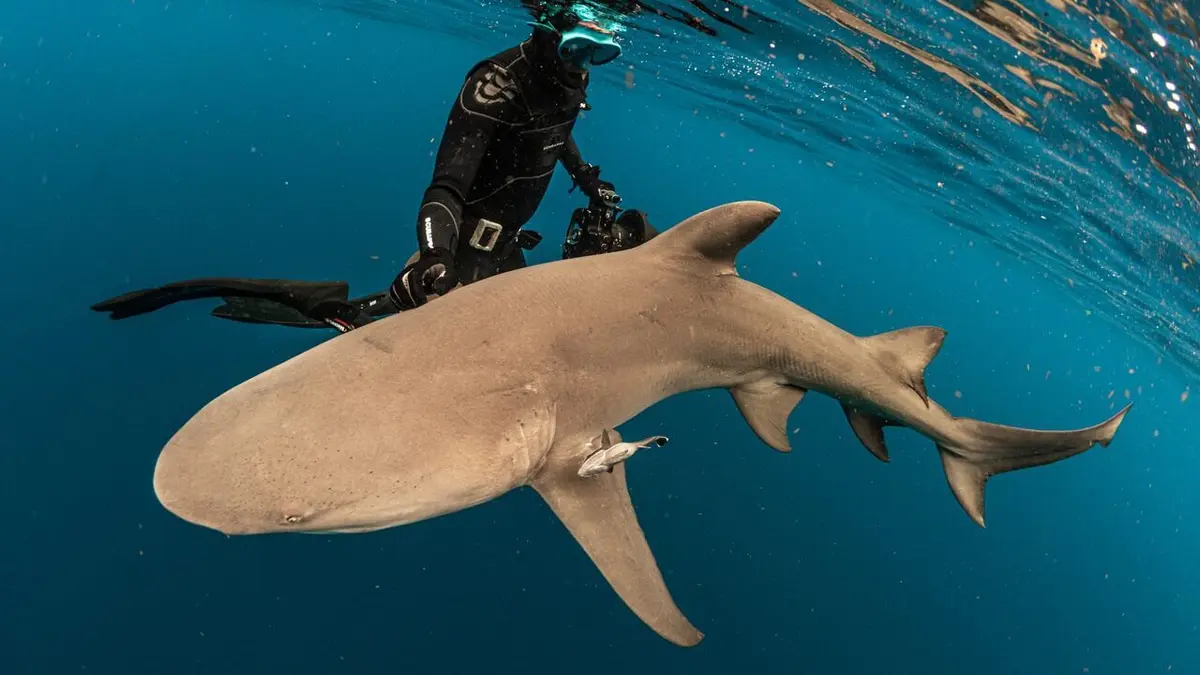 Requins, l'aventure secrète