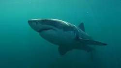 Visuel de Requins non tueurs