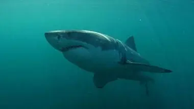 Requins non tueurs