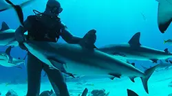 Visuel de Requins sous hypnose