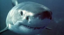 Visuel de Requins tueurs