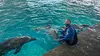 Requins vs Dauphins