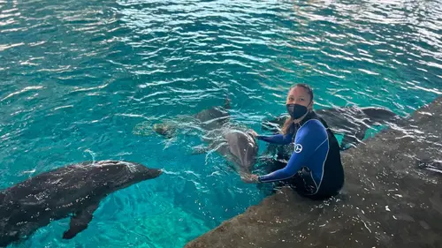 Requins vs Dauphins