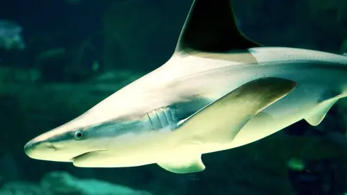 Requins vs Dauphins