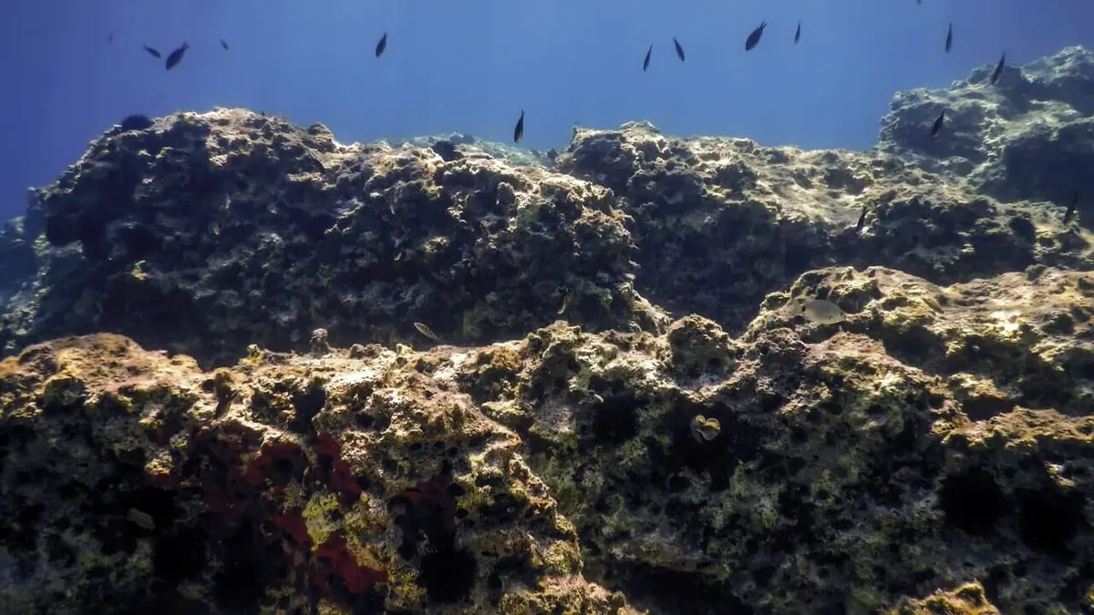 Restaurer les fonds marins côtiers en Ecosse