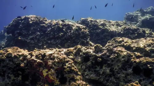 Restaurer les fonds marins côtiers en Ecosse