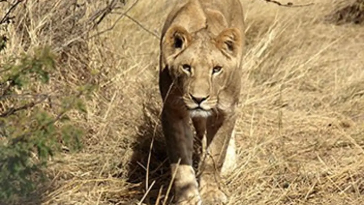 Retour à l'état sauvage : les lions du Kalahari
