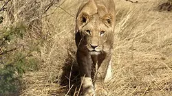 Visuel de Retour à l'état sauvage : les lions du Kalahari