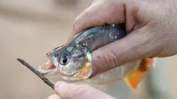 Retour à l'instinct primaire Pas de jambes, pas d'embarras