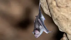 Retour à l'instinct primaire Du canapé à la grotte