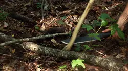 Retour à l'instinct primaire La torture texane