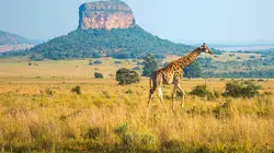 Retour à l'instinct primaire À deux, c'est trop