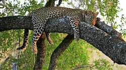 Retour à l'instinct primaire Un homme à terre