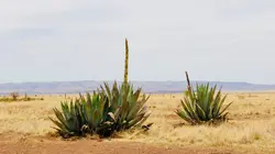 Retour à l'instinct primaire La forêt du diable partie 2