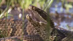 Retour à l'instinct primaire Nus dans l'ouragan