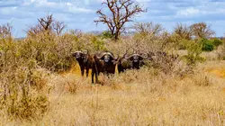 Retour à l'instinct primaire 14 jours en enfer