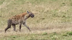 Retour à l'instinct primaire Ensemble c'est trop