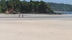 Retour à l'instinct primaire L'essaim