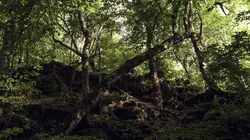 Retour à l'instinct primaire Le calme après la tempête