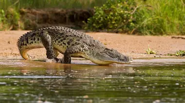 Traqués par des lions
