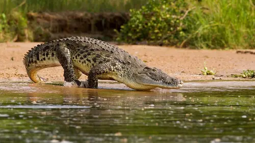 Retour à l'instinct primaire : Apocalypse Traqués par des lions