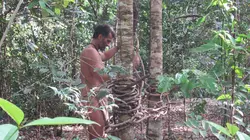 Retour à l'instinct primaire : Restons groupés Vive la jungle