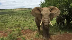 Retour à l'instinct primaire : Restons groupés  Les proies humaines