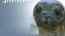 Retour à la vie sauvage S01E01 Les renards