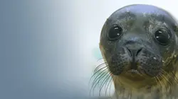 Retour à la vie sauvage S01E07 Le pygargue à queue blanche