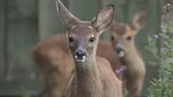 Retour à la vie sauvage S01E07 Le pygargue à queue blanche