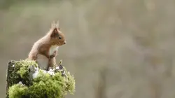 Retour à la vie sauvage S01E06 Les corbeaux