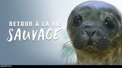 Retour à la vie sauvage S01E05 Les chevreuils