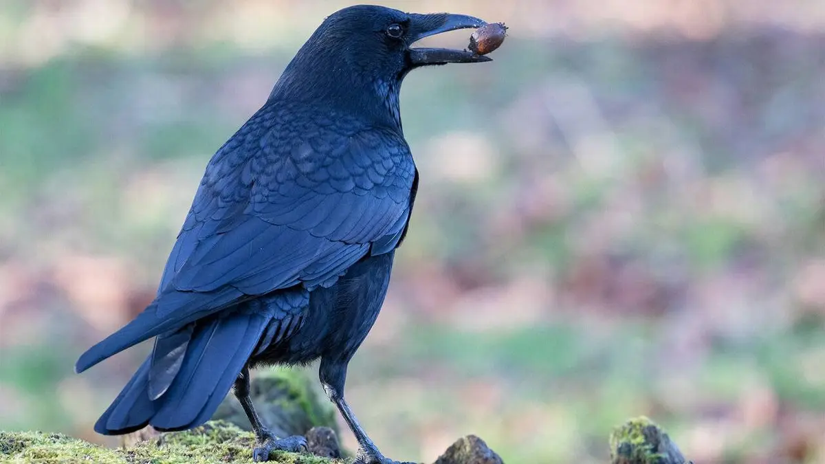 Retour à la vie sauvage S01E06 Les corbeaux