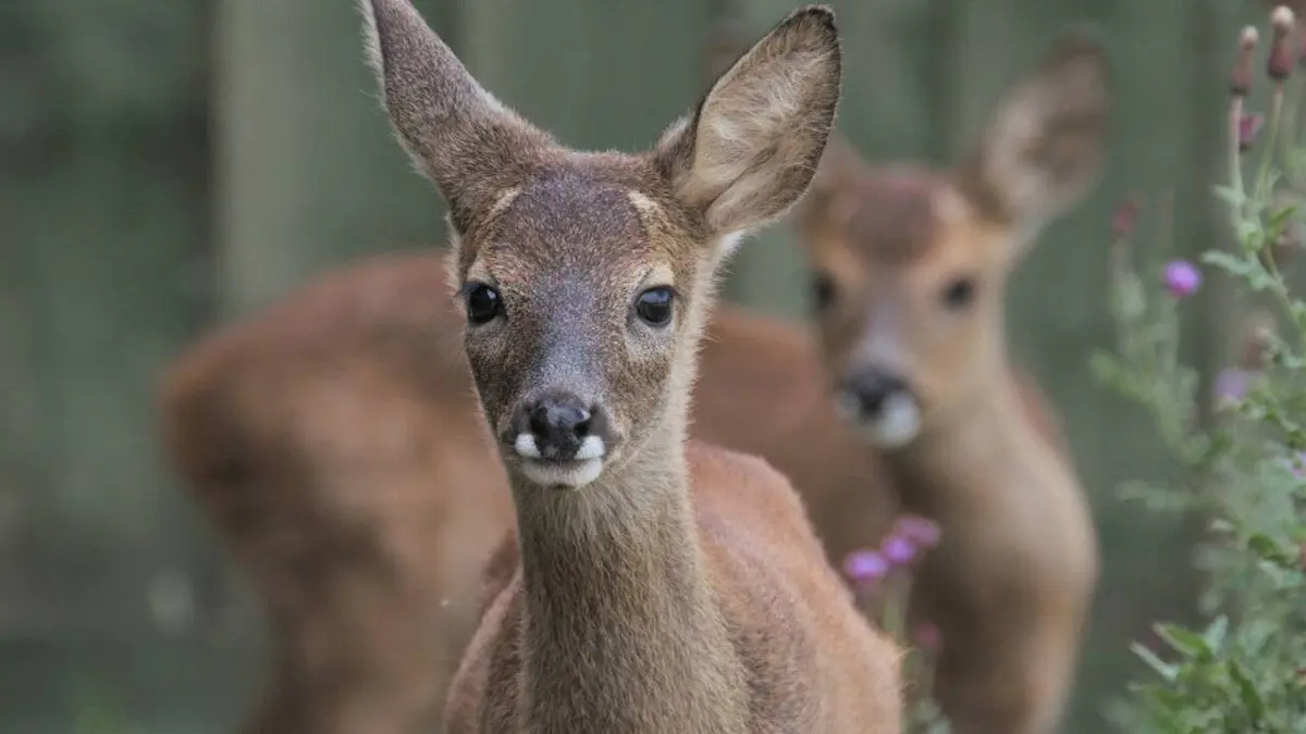 Retour à la vie sauvage S01E05 Les chevreuils