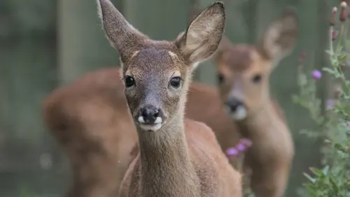 Retour à la vie sauvage S01E05 Les chevreuils