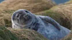 Retour à la vie sauvage S01E07 Le pygargue à queue blanche