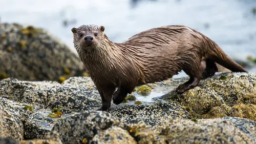 Retour à la vie sauvage S01E09 La loutre écossaise