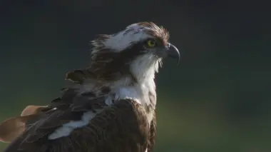 Le pygargue à queue blanche