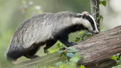 Retour à la vie sauvage S01E01 Les renards