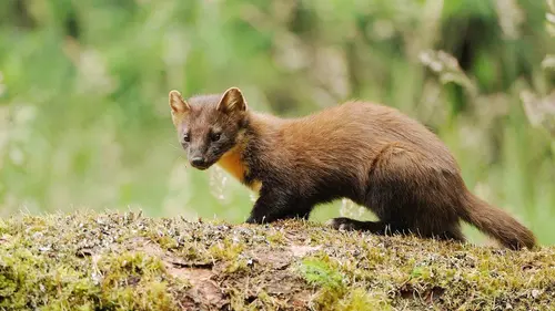 Retour à la vie sauvage S01E02 Les blaireaux