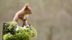 Retour à la vie sauvage S01E04 Les écureuils