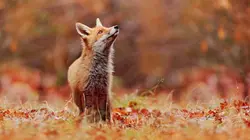 Retour à la vie sauvage