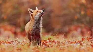 Retour à la vie sauvage S01E01 Les renards