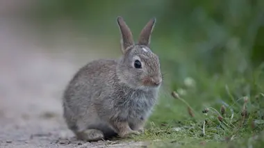 Retour à la vie sauvage S01E10 La créature de l'est