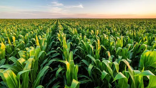 Retour aux sources Nous paysans